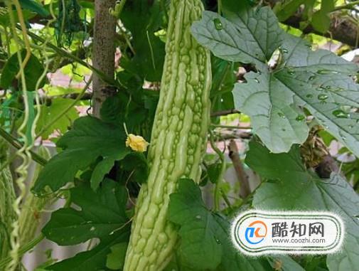 ��������Щ�ر��Ľ�������ʳ�����